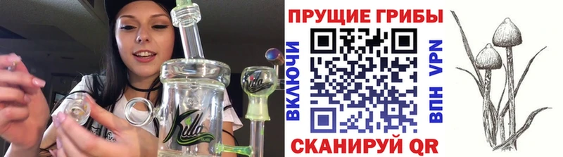 Галлюциногенные грибы Psilocybe  Тихорецк 